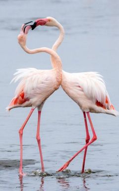 Visit Flamingos in Larnaca cover