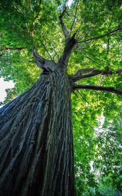 Forest yoga and Om chanting cover