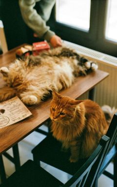 💘 Быстрые свидания в котокафе 🐱 cover