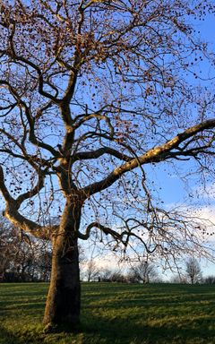 Walk in Hampstead Heath cover
