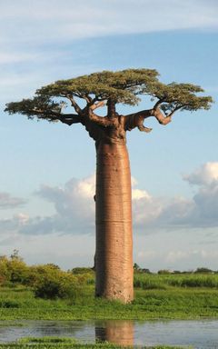 Investing in Africa: the Future of African VC cover