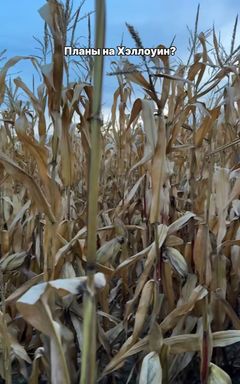 Рисуем картины без опыта cover