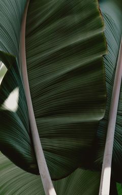 Kseniya's Wonderful Club