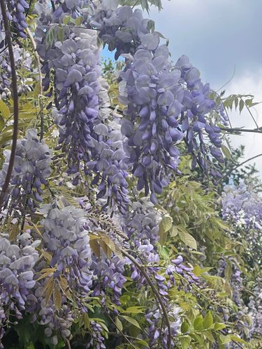 4 image in gallery
