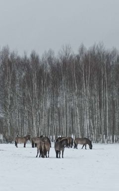 Animals watching cover