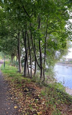 Day Hike - Thames path *dog friendly* cover