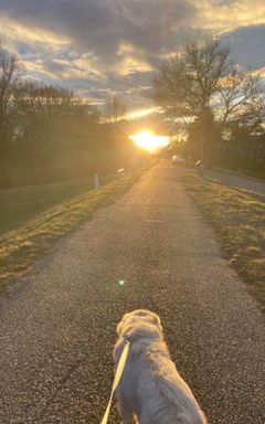 Sunday Dog Walks in Hampstead Heath cover