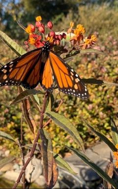 Butterfly feeding cover