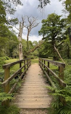 New Forest Hike and Picnic Day cover